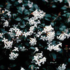 5023242997544 1 Osmanthus delavayi 3L.jpg